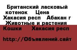 Британский ласковый котенок  › Цена ­ 1 500 - Хакасия респ., Абакан г. Животные и растения » Кошки   . Хакасия респ.